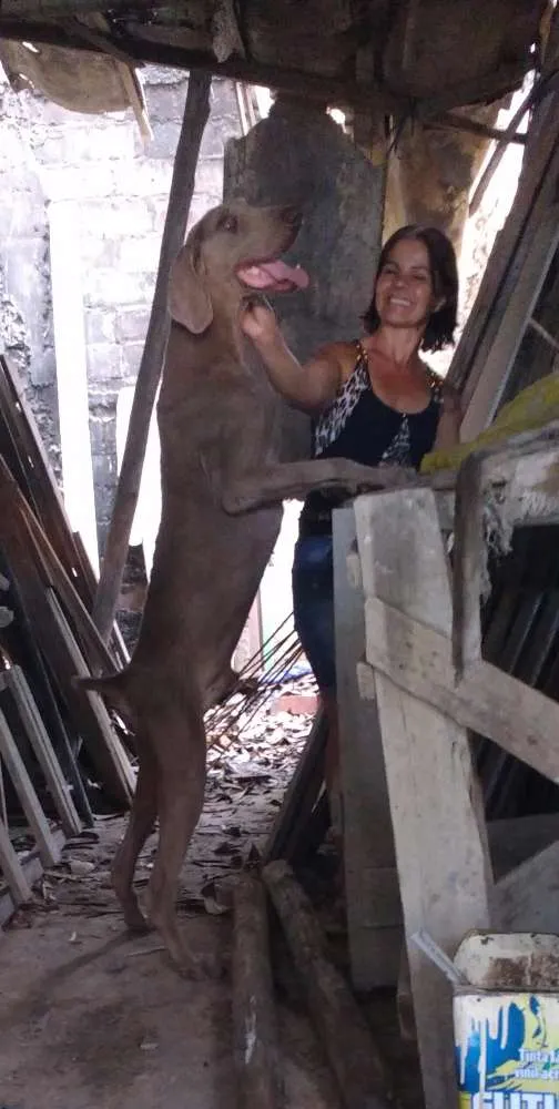 Cachorro ra a Weimaraner idade 3 anos nome Bob