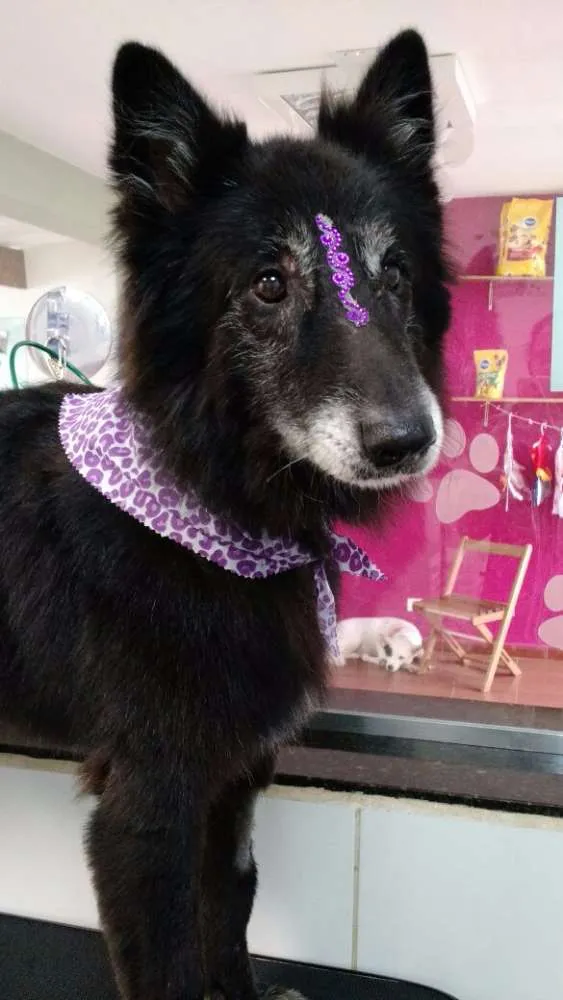 Cachorro raça Pastor Belga idade 6 ou mais anos nome Ronda