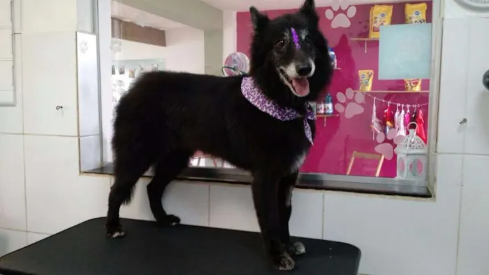 Cachorro raça Pastor Belga idade 6 ou mais anos nome Ronda