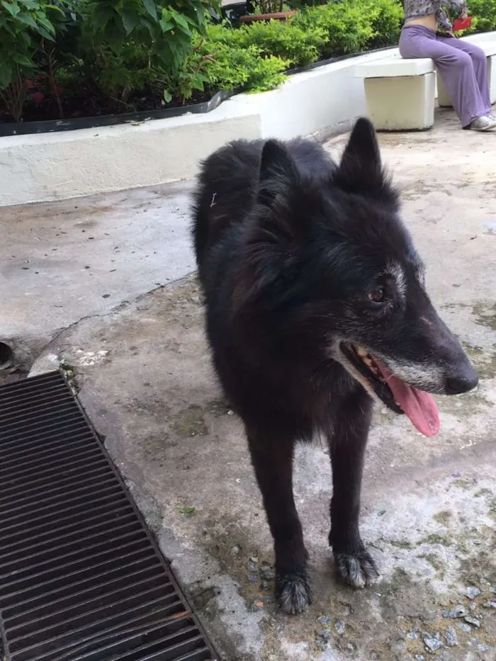 Cachorro raça Pastor Belga idade 6 ou mais anos nome Ronda