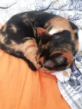 Lili