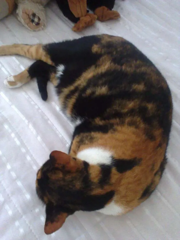 Gato raça Três Pêlos idade 5 anos nome Lili