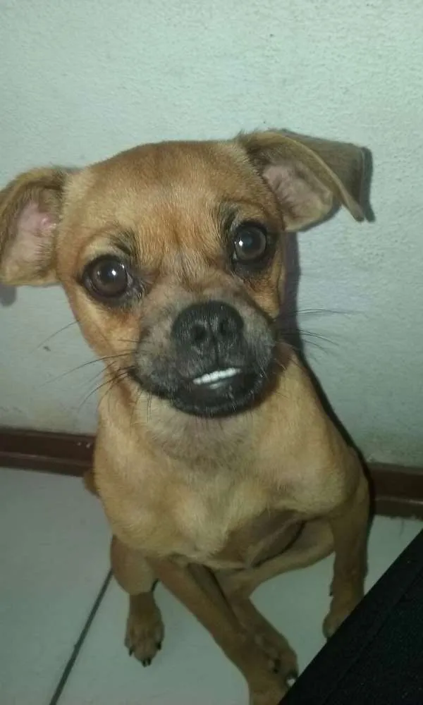 Cachorro ra a rnd idade 7 a 11 meses nome Polinn