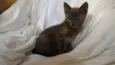 Khajiit