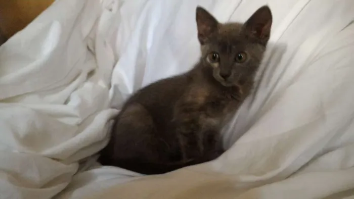 Gato ra a SRD idade Abaixo de 2 meses nome Khajiit