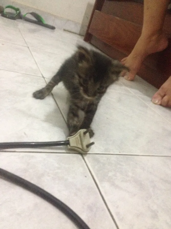 Gato ra a Não sei idade Abaixo de 2 meses nome Não tem ainda
