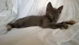 Khajiit