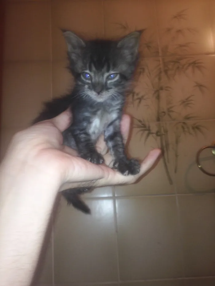 Gato ra a Não sei idade Abaixo de 2 meses nome Não tem ainda