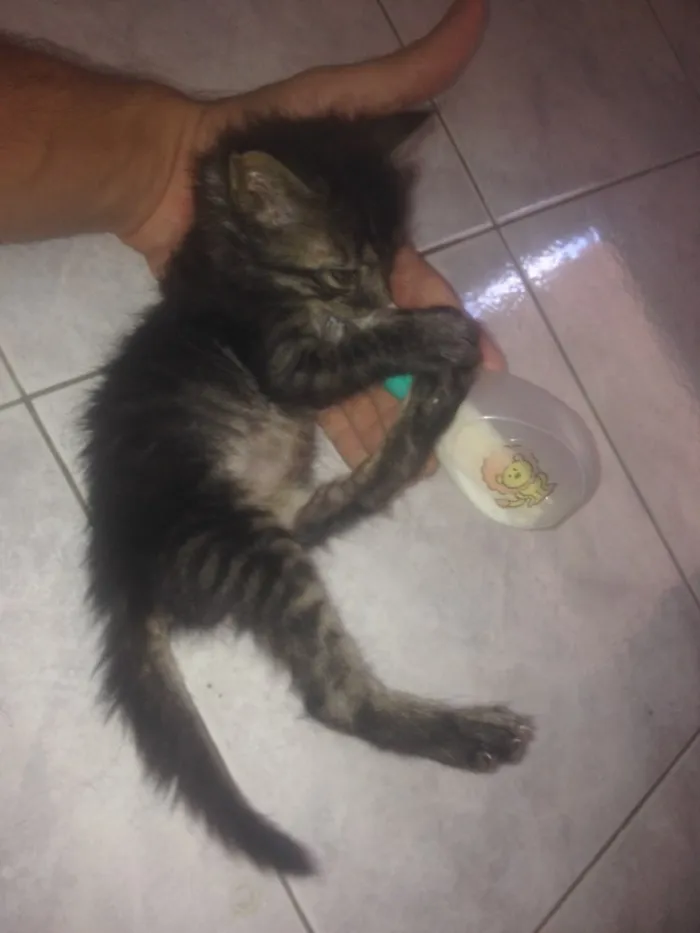 Gato ra a Não sei idade Abaixo de 2 meses nome Não tem ainda