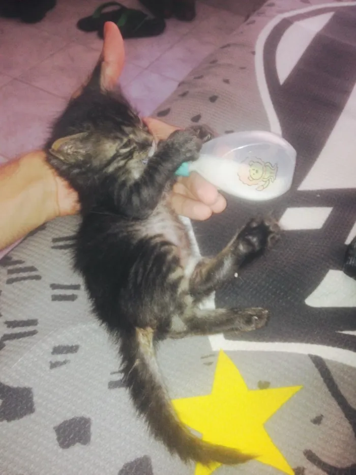 Gato ra a Não sei idade Abaixo de 2 meses nome Não tem ainda