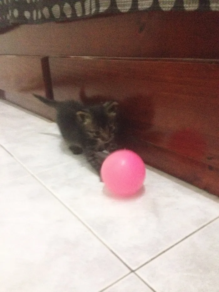 Gato ra a Não sei idade Abaixo de 2 meses nome Não tem ainda