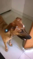 Nina