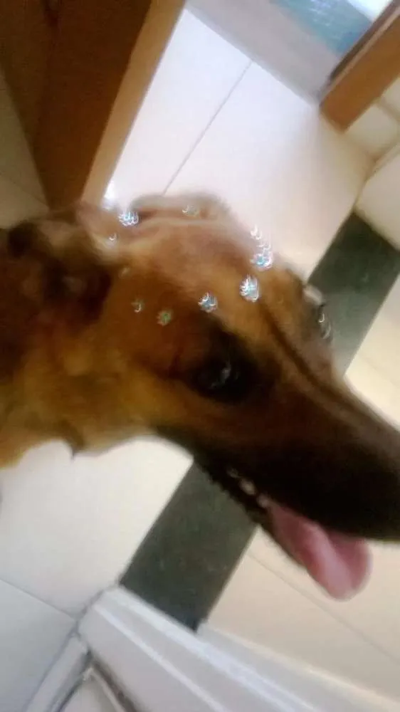 Cachorro ra a SRD idade 1 ano nome Nina