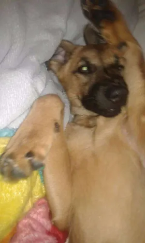 Cachorro raça SRD idade 1 ano nome Nina