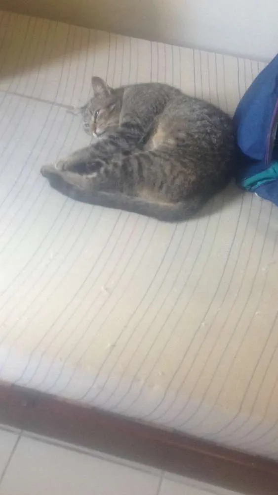 Gato ra a Vira Lata idade 7 a 11 meses nome Soraya