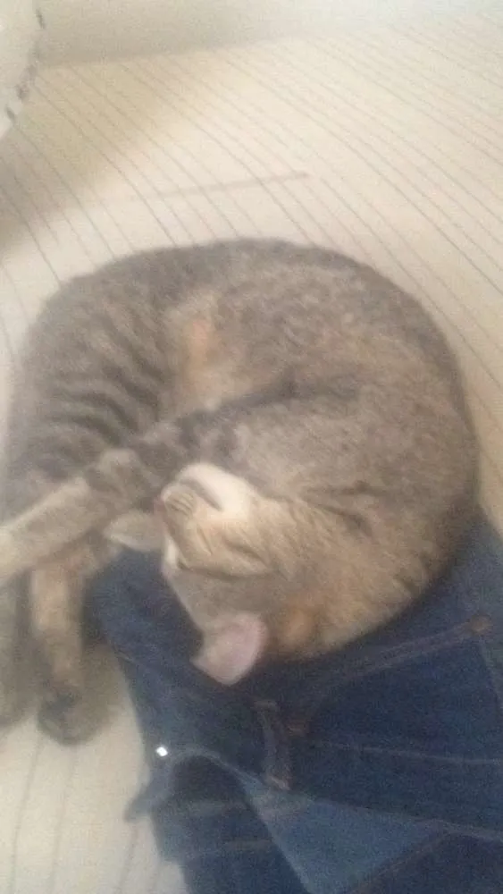 Gato ra a Vira Lata idade 7 a 11 meses nome Soraya