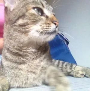 Gato raça Vira Lata idade 7 a 11 meses nome Soraya