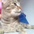 Soraya