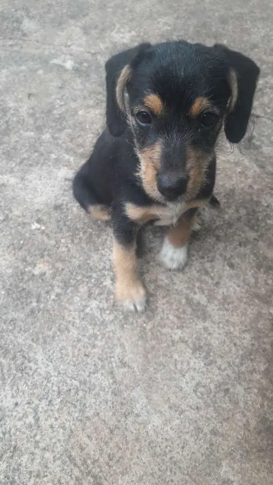 Cachorro ra a vira lata idade 2 a 6 meses nome Sem Nome