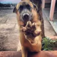 BACO