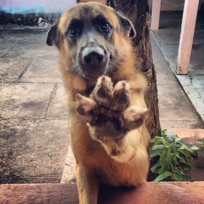 Cachorro raça PASTOR ALEMÃO idade 4 anos nome BACO