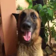 BACO