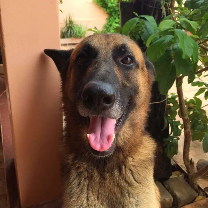 Cachorro raça PASTOR ALEMÃO idade 4 anos nome BACO