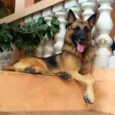 BACO