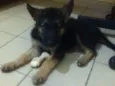 BACO