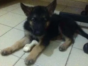 Cachorro raça PASTOR ALEMÃO idade 4 anos nome BACO