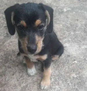 Cachorro raça vira lata idade 2 a 6 meses nome Sem Nome