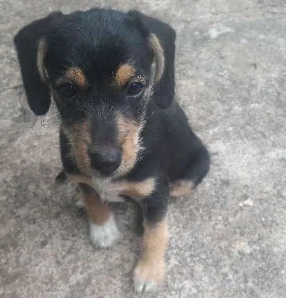Cachorro ra a vira lata idade 2 a 6 meses nome Sem Nome