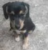 Cachorro raça vira lata idade 2 a 6 meses nome Sem Nome