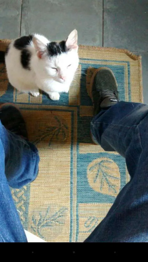 Gato ra a  idade Abaixo de 2 meses nome Pintadinha