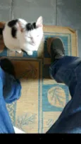 Pintadinha