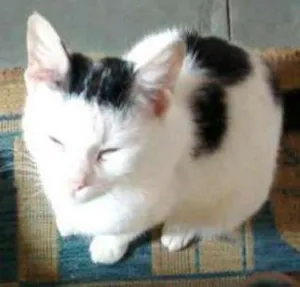 Gato raça  idade Abaixo de 2 meses nome Pintadinha