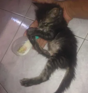 Gato raça Não sei idade Abaixo de 2 meses nome Não tem ainda