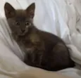 Khajiit