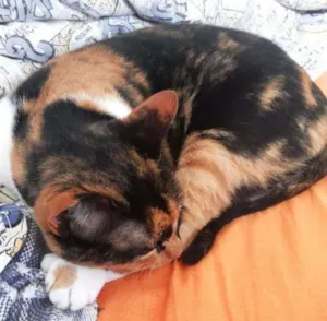 Gato raça Três Pêlos idade 5 anos nome Lili