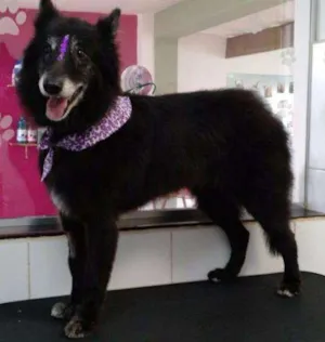 Cachorro raça Pastor Belga idade 6 ou mais anos nome Ronda