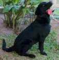 Buddy