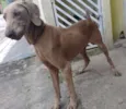 Bob