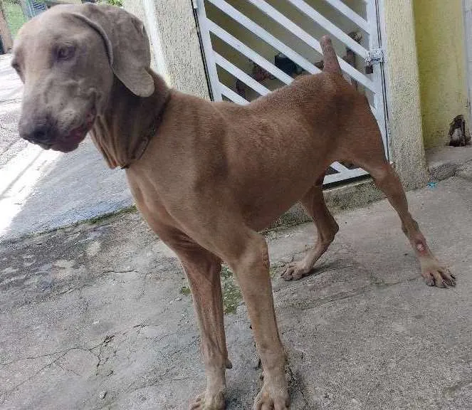 Cachorro ra a Weimaraner idade 3 anos nome Bob