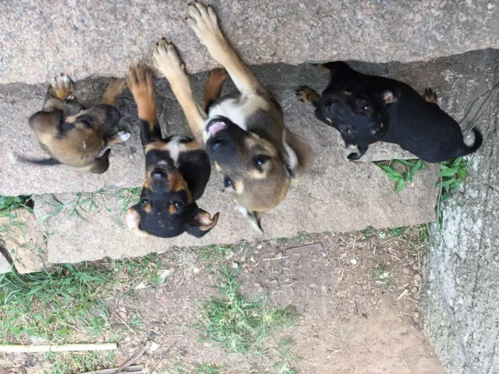 Cachorro ra a vira-lata idade 2 a 6 meses nome ninix