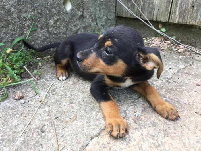 Cachorro ra a vira-lata idade 2 a 6 meses nome ninix