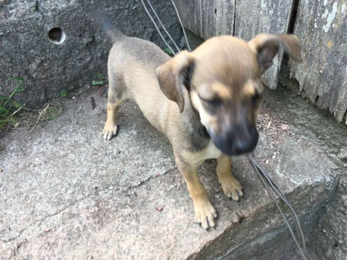 Cachorro ra a vira-lata idade 2 a 6 meses nome ninix
