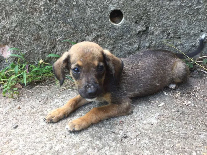 Cachorro ra a vira-lata idade 2 a 6 meses nome ninix
