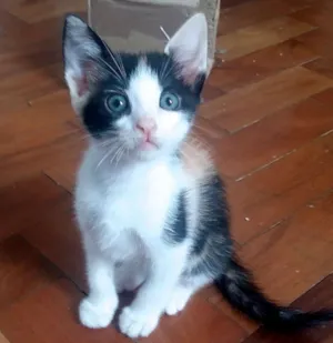 Gato raça  idade 2 a 6 meses nome Matilda Bebezinha