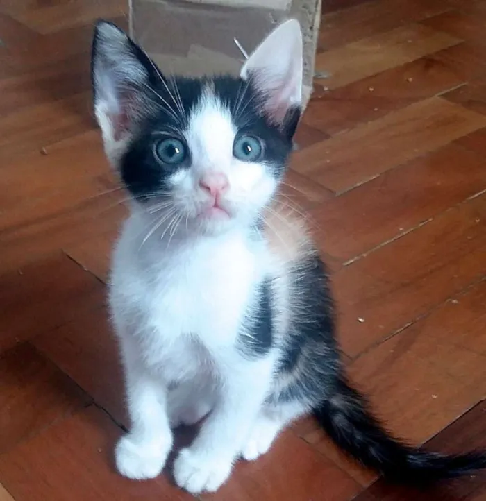 Gato ra a  idade 2 a 6 meses nome Matilda Bebezinha