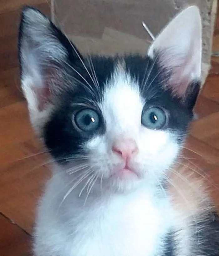 Gato ra a  idade 2 a 6 meses nome Matilda Bebezinha